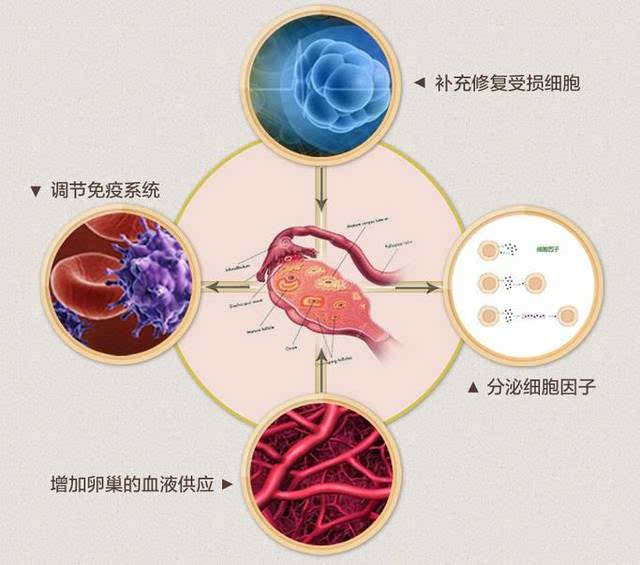 干细胞修复卵巢